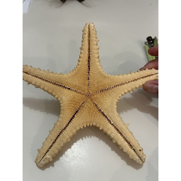 7” Old Knobby Starfish From The Sea Nautical Decor Beach House - Picture 4 of 4